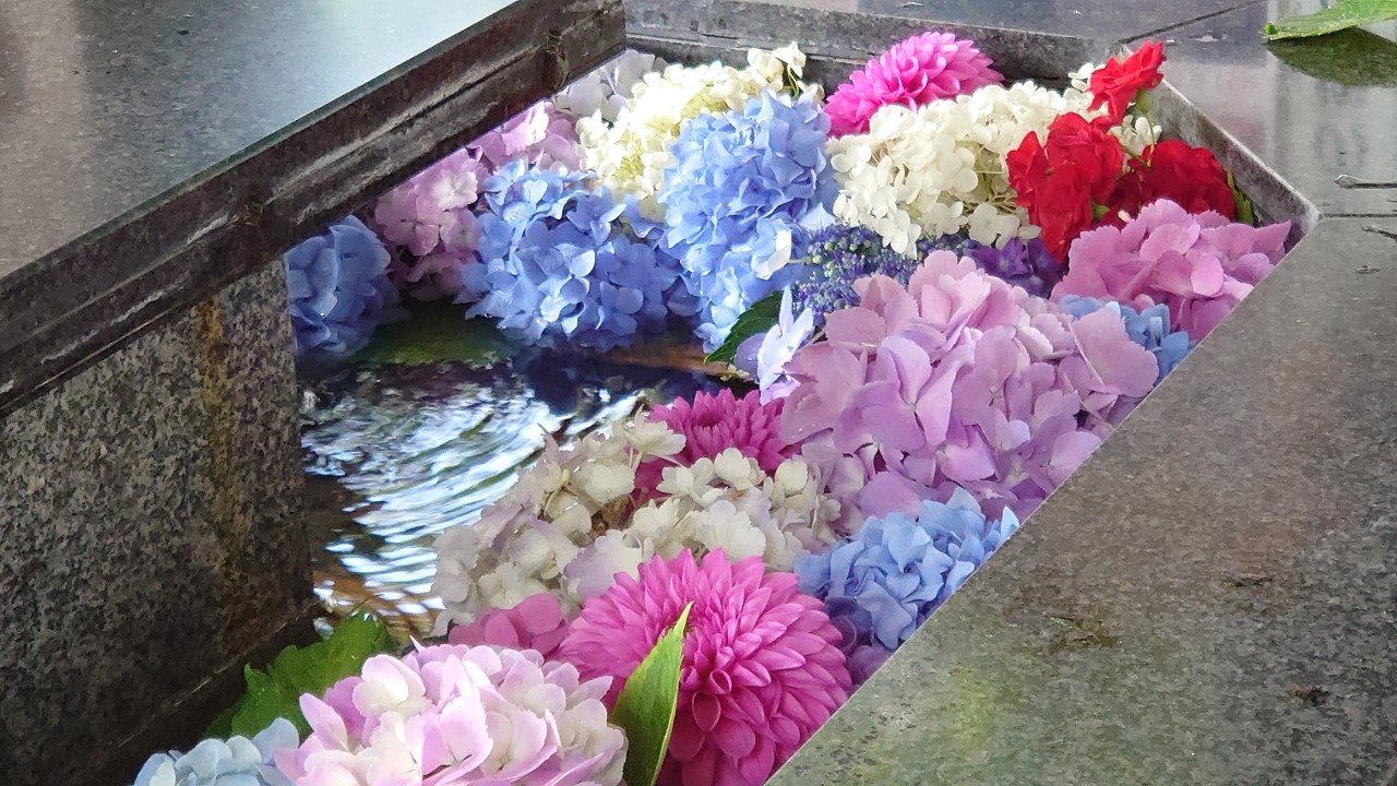 新琴似神社の花手水　寄り