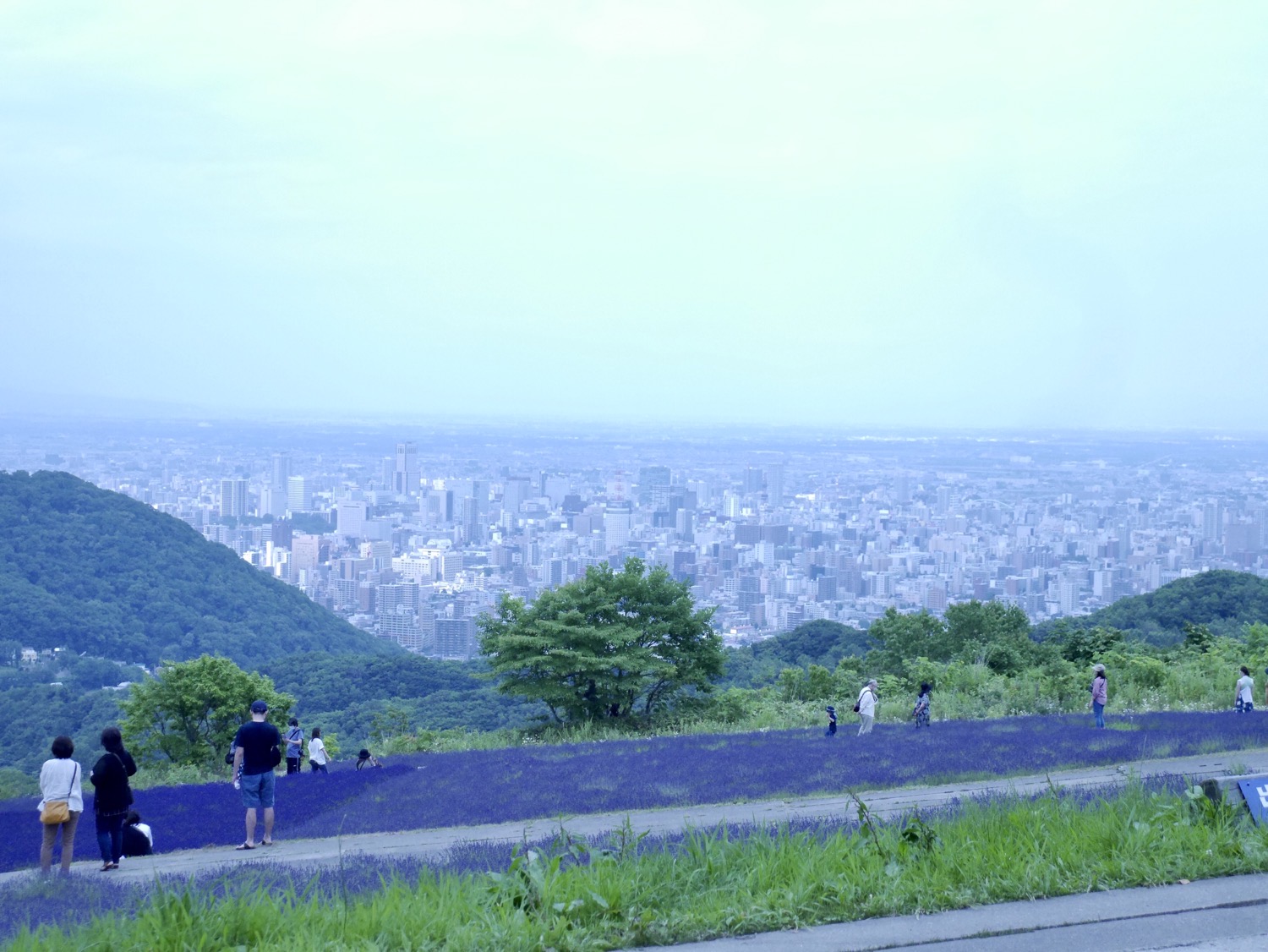 幌見峠ラベンダー畑からの札幌の眺め