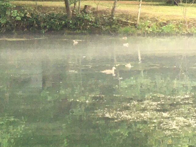 富良野鳥沼公園の湖面