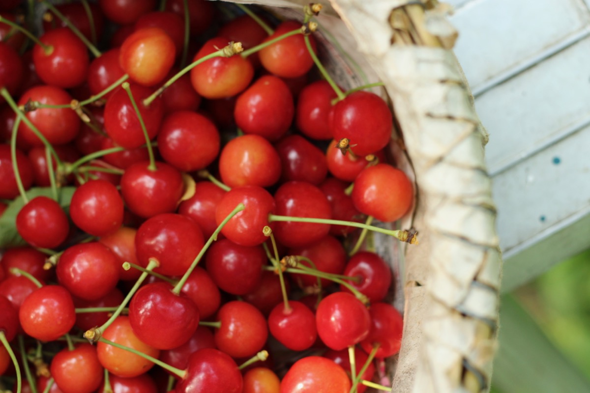 札幌からの日帰りドライブにおすすめ 仁木 余市で美味いものめぐり 札幌からの日帰りドライブにおすすめ 仁木 余市で美味いものめぐり
