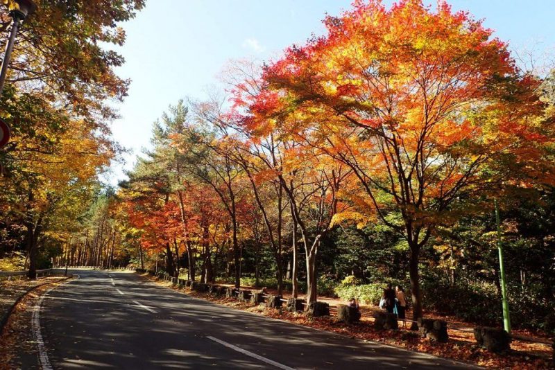 円山公園の紅葉写真