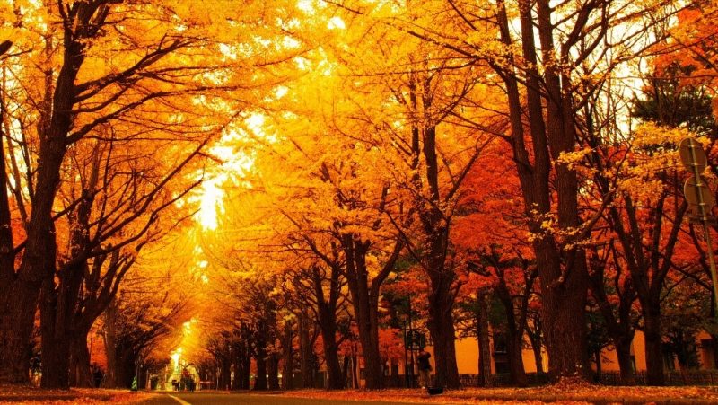 北海道大学のイチョウ並木の写真