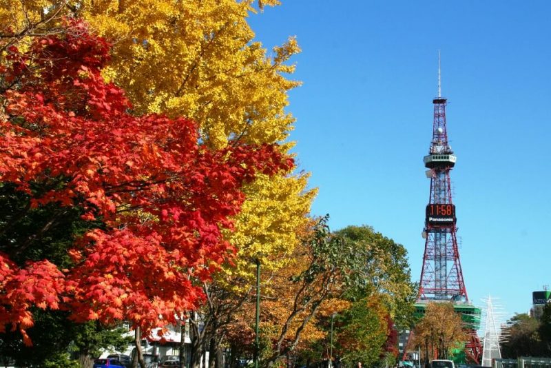 大通公園の紅葉写真