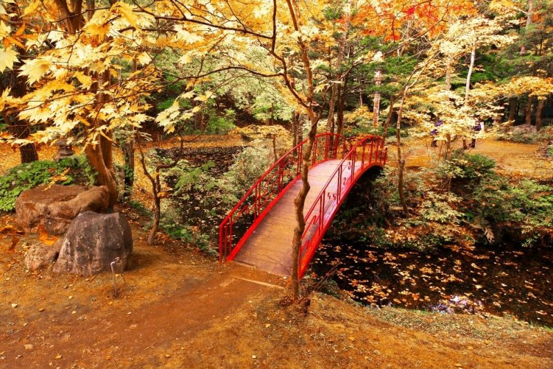 紅桜公園の紅葉写真