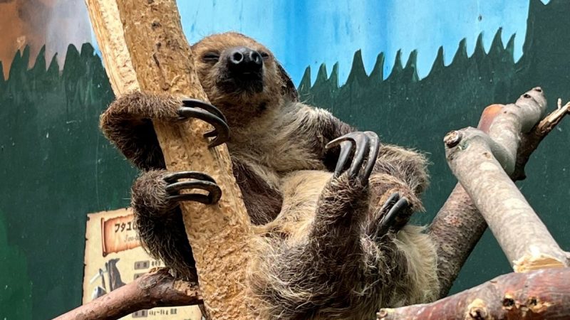 ノースサファリサッポロのなまけもの