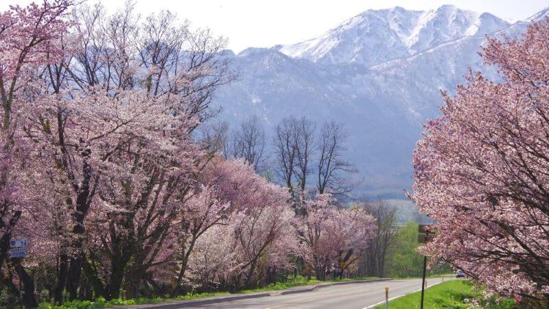 東京大学演習林樹木園 桜公園