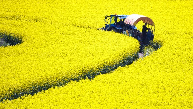 安平町・菜の花畑の幌馬車