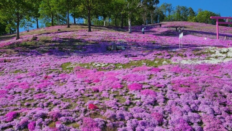 ひがしもこと芝桜まつり
