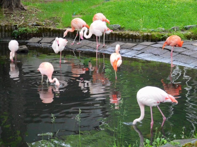 旭川市 旭山動物園